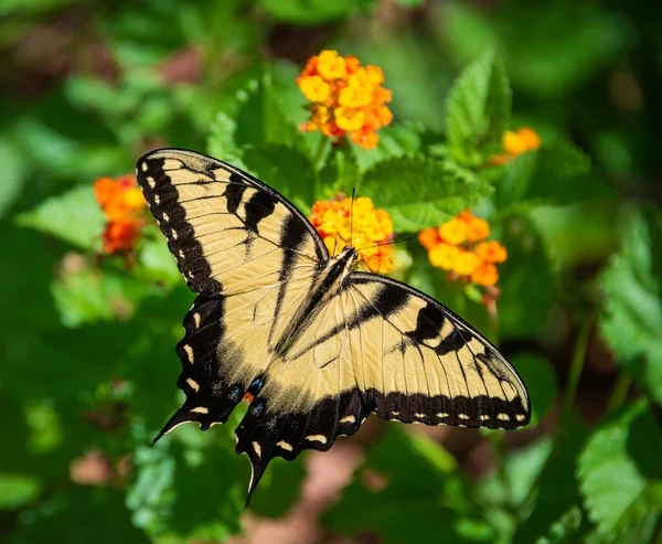 Eastern Tiger Swallowtail butterfly (Papilio glaucus) feeding on Lantana flowers, beautiful yellow wings wide open.