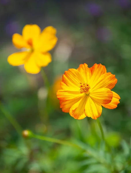 Schöne Gelbe Kosmos Blüten Cosmos Sulphureus Blühen Sommergarten — Stockfoto