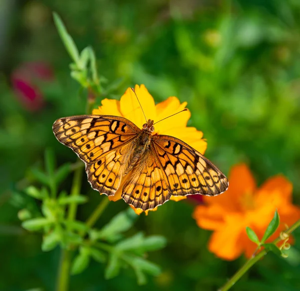 Variegated Fritillary Butterfly Euptoieta Claudia Feeding Cosmos Flowers Wings Wide — Stock Photo, Image