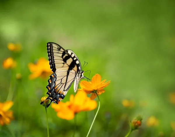 Eastern Tiger Swallowtail Butterfly Papilio Glaucus Питается Жёлтыми Цветами Космоса — стоковое фото