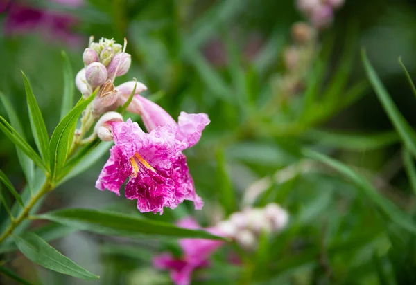 Nahaufnahme Einer Wüstenweide Mit Rosa Und Weißen Blüten Sommer Texas — Stockfoto