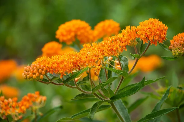 Butterfly Weed Asclepias Tuberosa Blooming Garden Species Milkweed Excellent Source — Stock Photo, Image