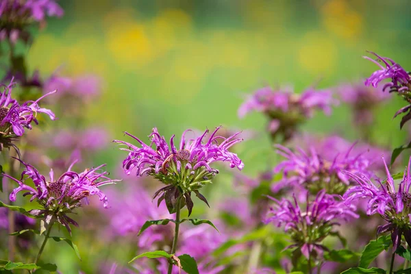 Purple Bee Balm Λουλούδια Ανθίζουν Στον Κήπο Προσελκύει Πεταλούδες Μέλισσες — Φωτογραφία Αρχείου