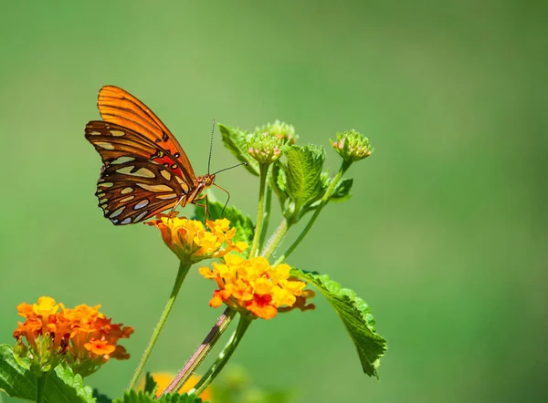 Fritilární Motýl Zálivu Agraulis Vanillae Který Krmí Květinami Texasu Létě — Stock fotografie