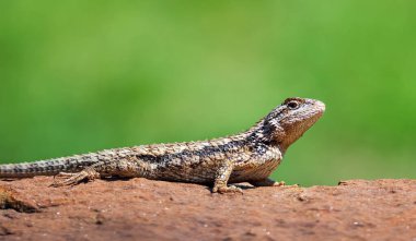 Teksas dikenli kertenkelesi (Sceloporus olivaceus) bahçedeki bir kayanın üzerinde güneşleniyor. Kopyalama alanı olan doğal yeşil arkaplan.