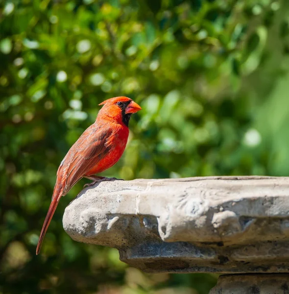 Male Northern Cardinal Cardinalis Cardinalis Perched Birdbath Texas Spring 자연환경 — 스톡 사진
