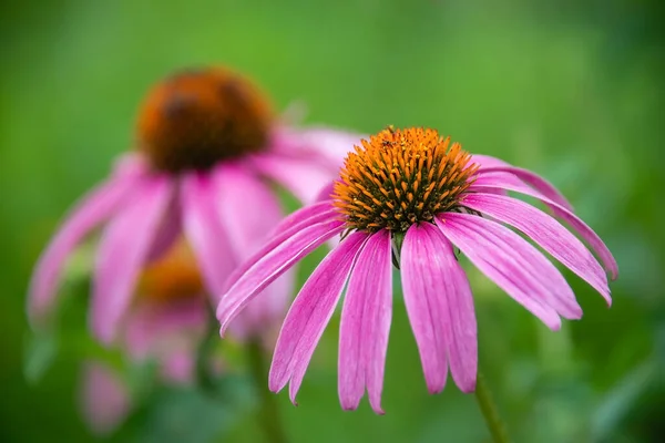 Пурпурна Коньяка Echinacea Purpurea Цвіте Саду Прикриття Приважує Метеликів Бджіл — стокове фото