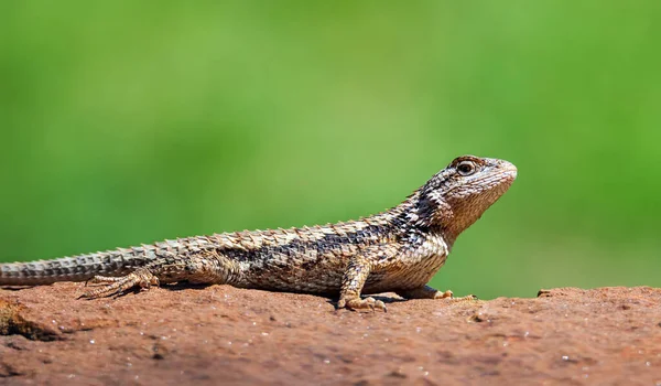 Lagarto Espinoso Texas Sceloporus Olivaceus Tomando Sol Una Roca Jardín —  Fotos de Stock