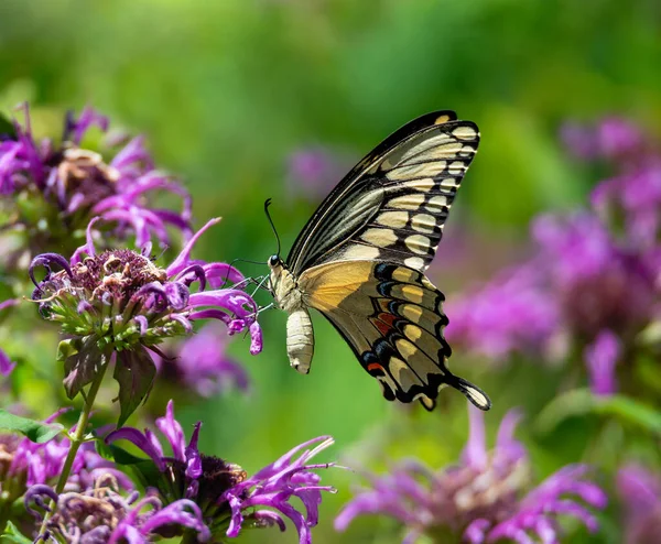 Giant Swallowtail Butterfly Papilio Cresphontes Feeding Purple Bee Balm Flowers — Stock Photo, Image