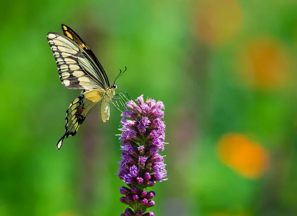 庭の紫色のGayfether花に餌をやる巨大なツバメの尾蝶 Papilio Cresphontes コピースペース付きの自然緑の背景 — ストック写真