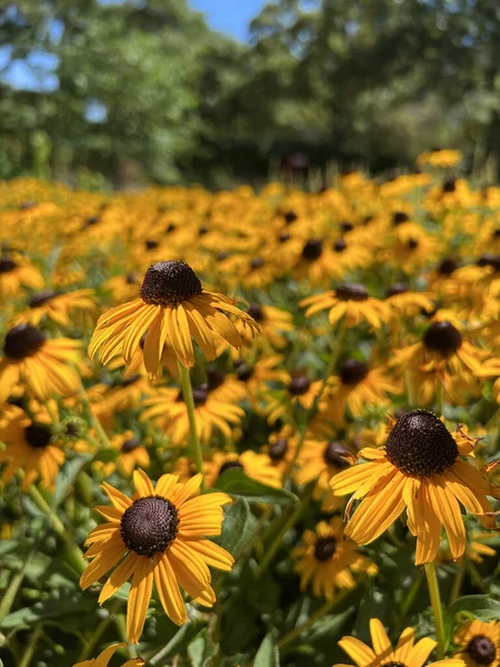Black Eyed Susan Flowers Rudbeckia Hirta Blooming Summer Garden — Stock Photo, Image