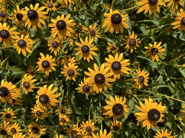 Black Eyed Susan Flowers Rudbeckia Hirta Blooming Summer Garden Top — Stock Photo, Image