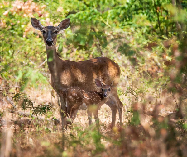 White Tailed Deer Fawn Mother Hiding Woods Hot Summer Day — Stok fotoğraf