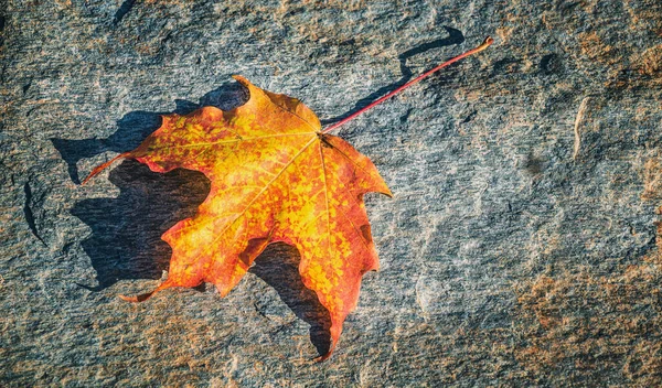 Beautiful Autumn Maple Leaf Laying Rock — Stock Fotó