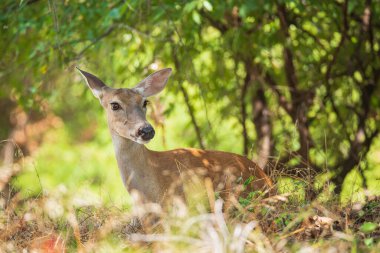 White tailed deer, female doe, hiding in the woods on a hot summer day in Texas. Closeup.