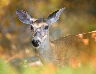 Closeup of a White tailed deer, female doe. Natural nature background.