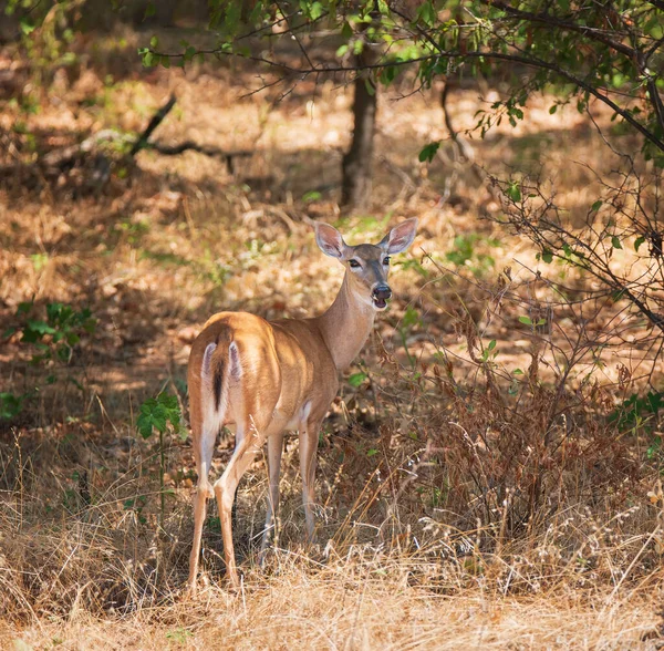 White Tailed Deer Female Doe Hiding Woods Hot Summer Day — Stok fotoğraf
