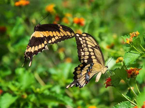 Para Olbrzymia Jaskółka Motyli Papilio Cresphontes Zaloty Wystawiają Lantana Kwiaty — Zdjęcie stockowe
