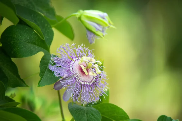 Beautiful purple Passion Flower or Passion Vine (Passiflora incarnata) blooming in the summer garden. Natural soft green background with copy space.