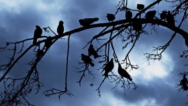 Pigeons Oiseaux Animaux Sur Arbre — Video