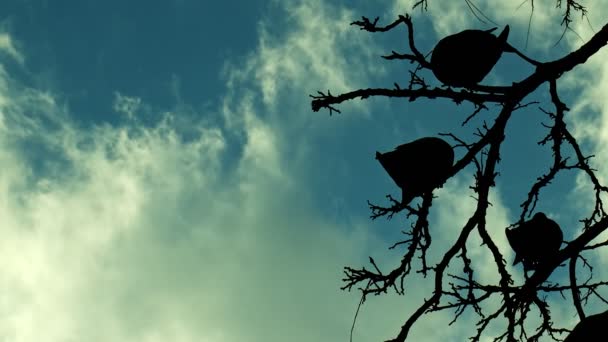 Pombos Pássaro Animais Árvore — Vídeo de Stock