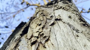  Ağaçtaki Hayvan Kuş Güvercinleri 