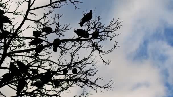 Ağaçtaki Hayvan Kuş Güvercinleri — Stok video