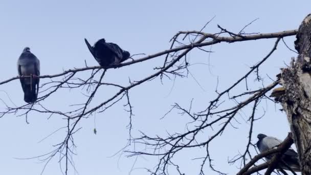 Tierischer Vogel Tauben Auf Baum — Stockvideo