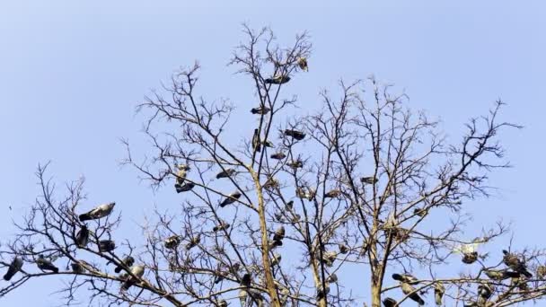 Palomas Aves Animales Árbol — Vídeo de stock