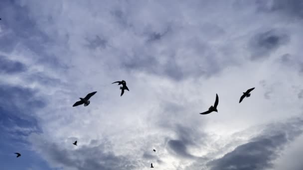 Gaivotas Pássaros Animais Voando — Vídeo de Stock