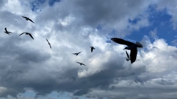 Zwierzęta Ptak Seagulls Latania — Wideo stockowe