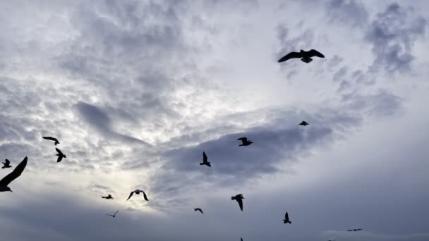 Животные Птицы Летают Чайками — стоковое видео