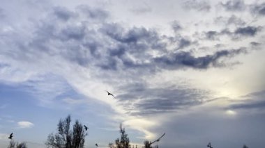 Uçan hayvan kuş martılar