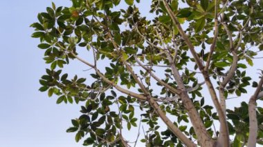 Yeşil Ağaçtaki Kuş Serçesi