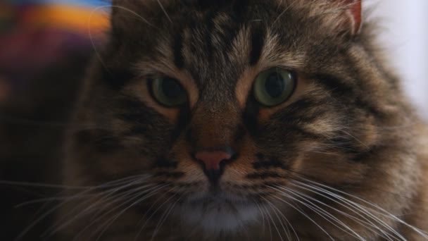 Dulce Adorable Animal Gato Primer Plano — Vídeo de stock
