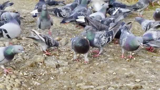 Pigeons Animaux Sol — Video