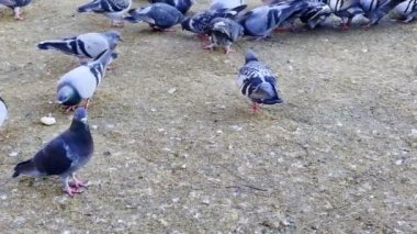 Yerdeki Hayvan Güvercinleri