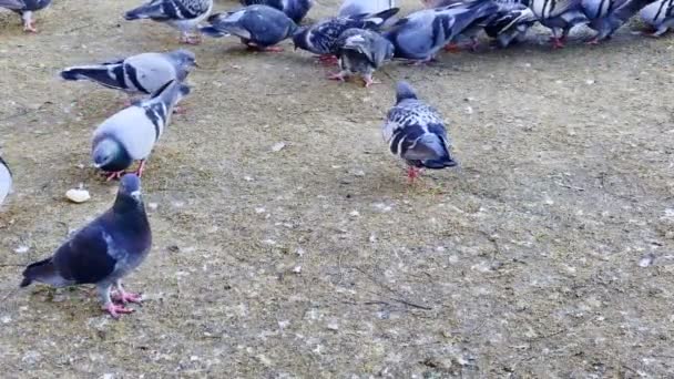 Pigeons Animaux Sol — Video