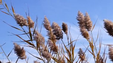  Rüzgarda Sazlık Bitkisi