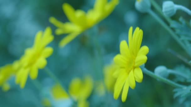 Plante Marguerites Jaunes Dans Parc — Video