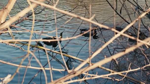 Lake Water Animal Ducks — Stok Video