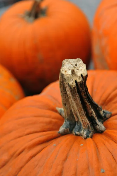 Abóboras sortidas em preparação para Halloween — Fotografia de Stock