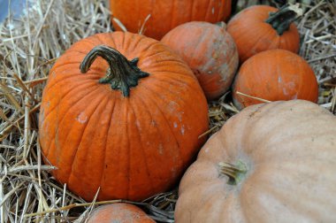 Cadılar Bayramı için hazırlık çeşitli kabaklar