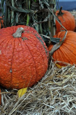 Cadılar Bayramı için hazırlık çeşitli kabaklar