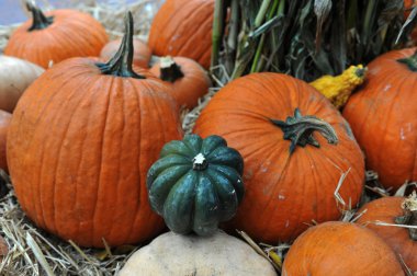 Cadılar Bayramı için hazırlık çeşitli kabaklar