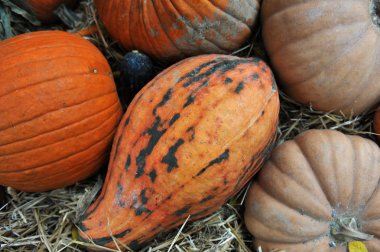 Cadılar Bayramı için hazırlık çeşitli kabaklar