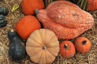 Cadılar Bayramı için hazırlık çeşitli kabaklar