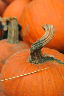 Cadılar Bayramı için hazırlık çeşitli kabaklar