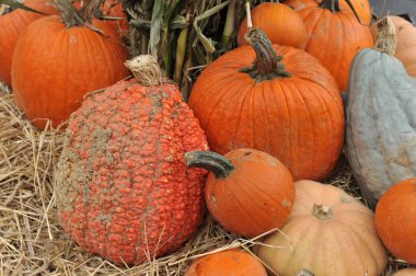 Cadılar Bayramı için hazırlık çeşitli kabaklar