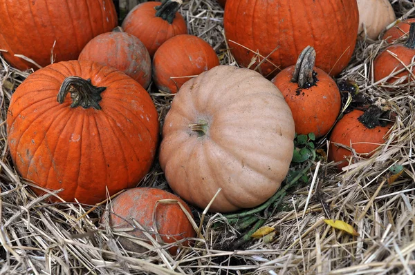 Geassorteerde pompoenen in voorbereiding voor halloween — Stockfoto